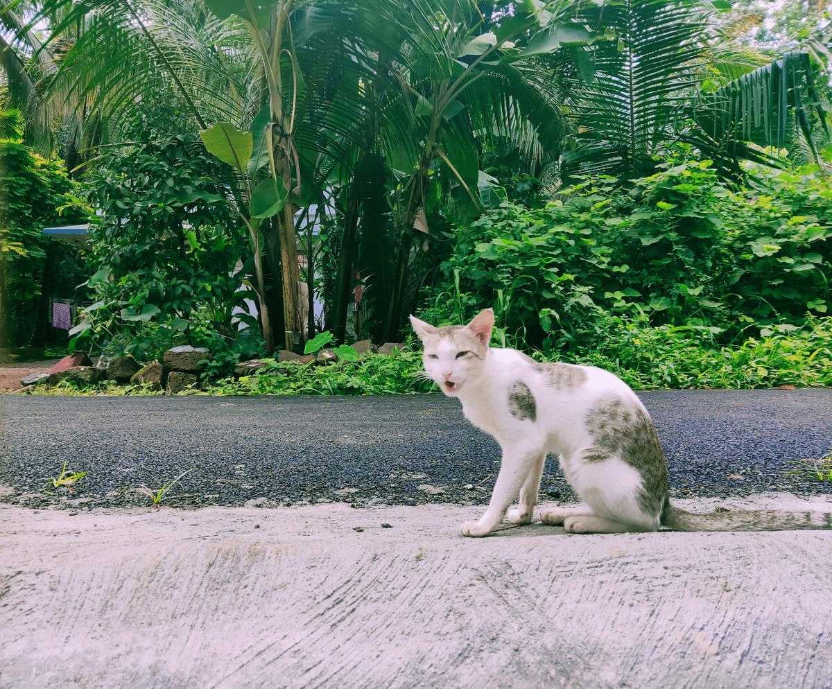 表情丰富的猫猫庆祝动图