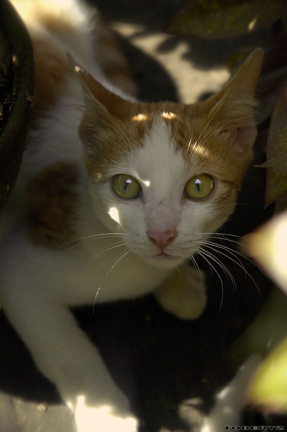 惊讶猫猫表情图